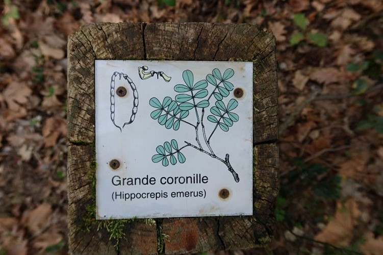 Borne d'identification sur la grande coronille