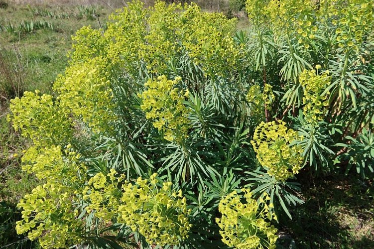 Euphorbe characias