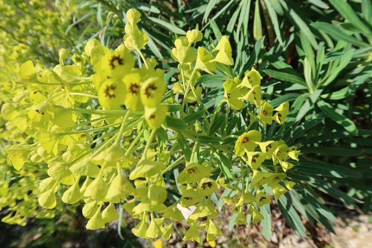 Euphorbe characias