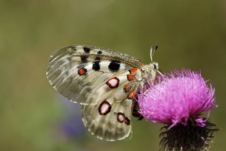 Le roi des papillons