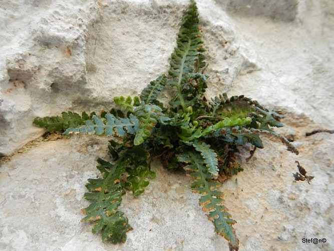 La Doradille du Verdon