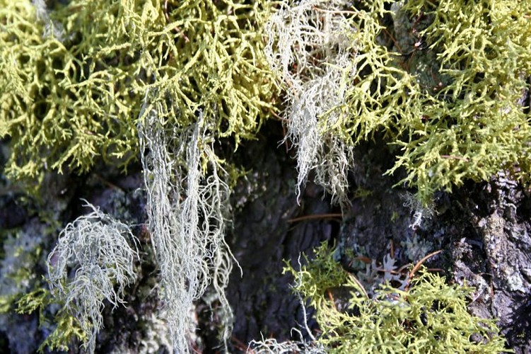 Bio indicateurs : les Lichens