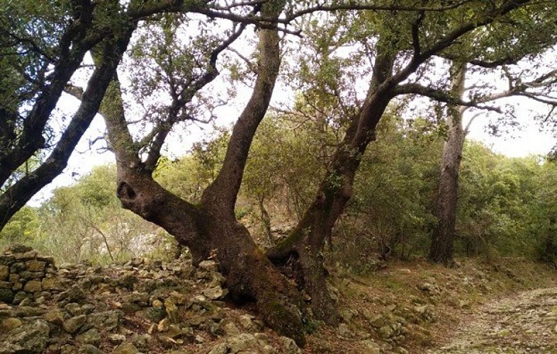Le grand chêne vert