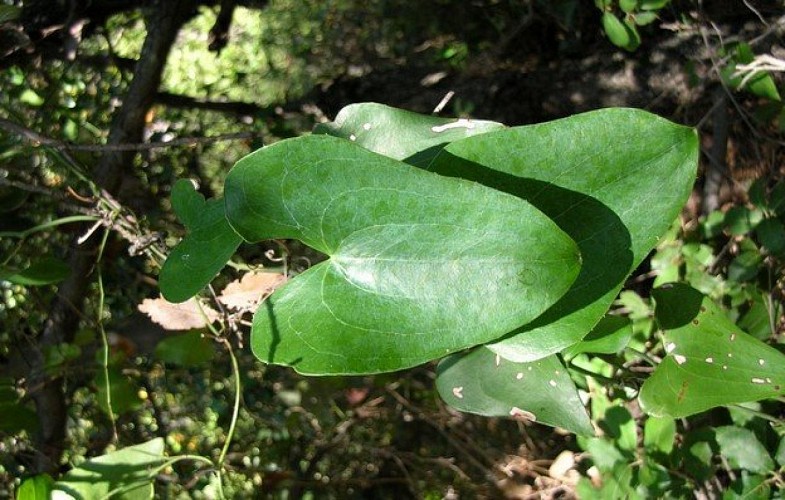 Feuille de salsepareille