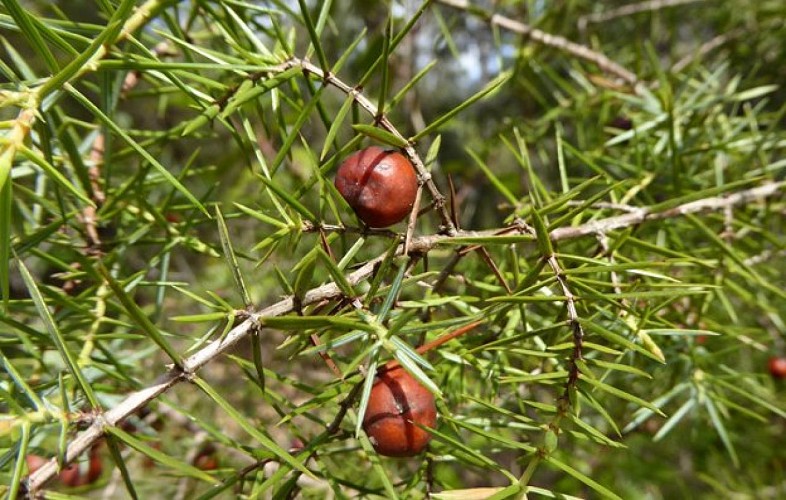Feuilles et fruits du genévrier cade