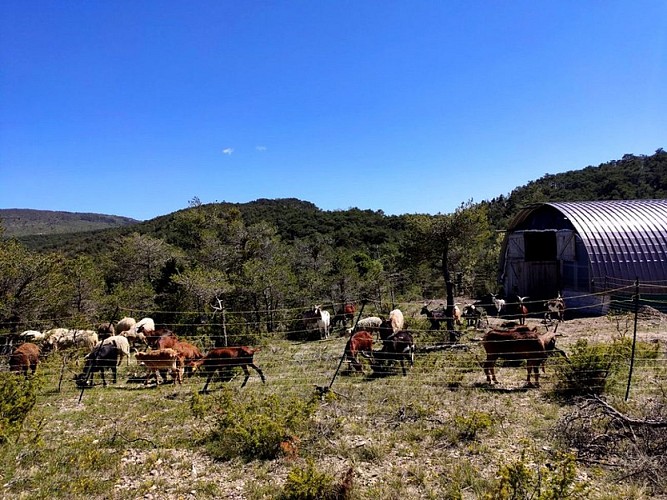 Le tunnel de la chevrerie