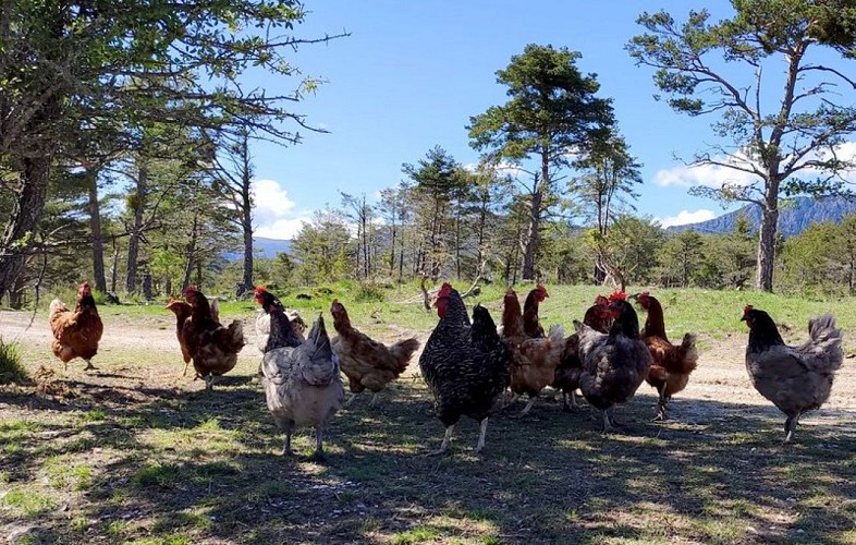 Les poules vagabondent