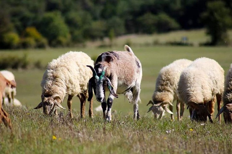 Moutons et chèvres