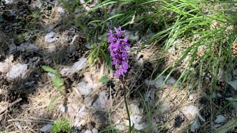 Orchis de Fuchs