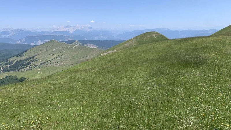 Vaste étendue de prairie