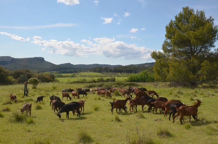 Troupeaux de chèvres du Rove