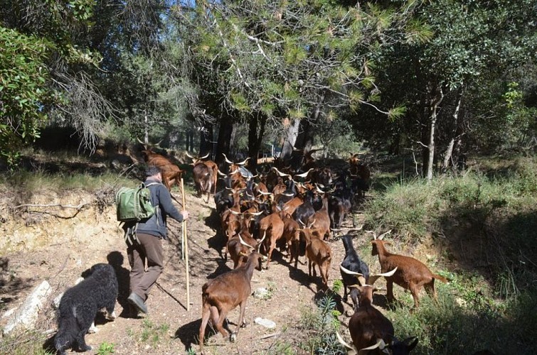 Pastoralisme en forêt