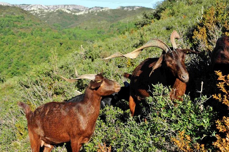 Chèvres du Rove en colline