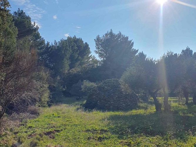 Borie dans les oliviers