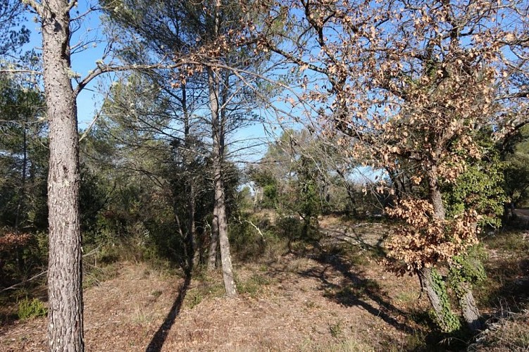 Garrigue des Beaumettes
