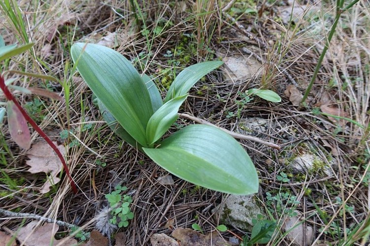 Orchis à longues bractées
