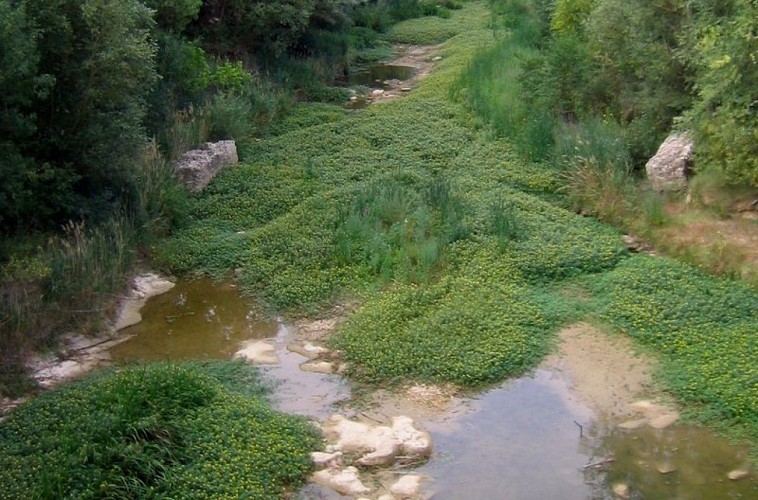 Envahissement de la Jussie