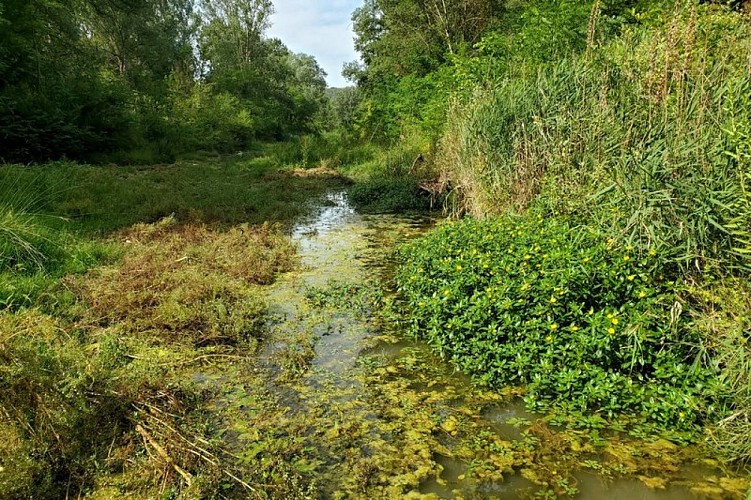 Jussie sur le Calavon
