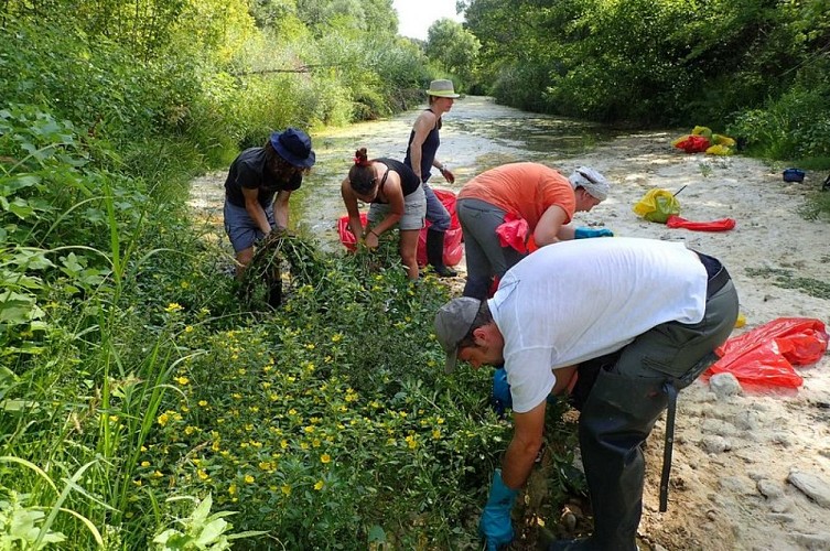 Chantier collectif d'arrachage de Jussie