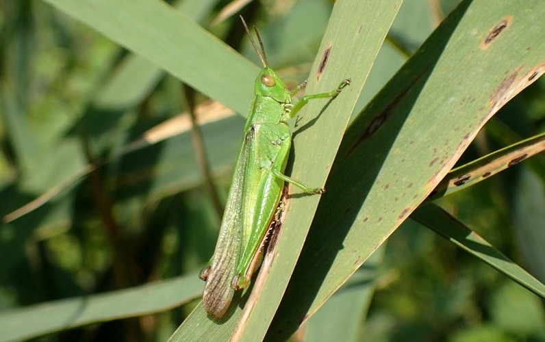 Orthoptère (criquet)