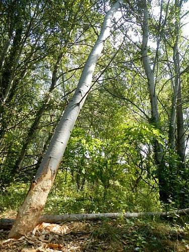 Très apprécié par le Castor