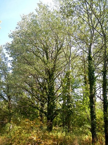 Au coeur de la ripisylve