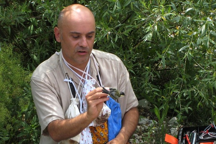 Suivi scientifique (Mésange charbonnière)