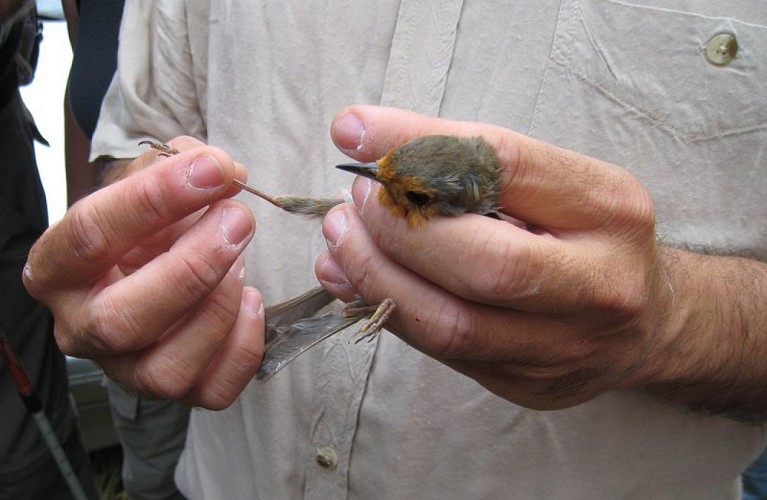 Suivi scientifique (Rouge gorge)