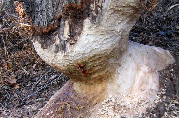 Travail d'artisan castor !