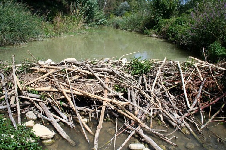 Barrage du Castor d'Europe