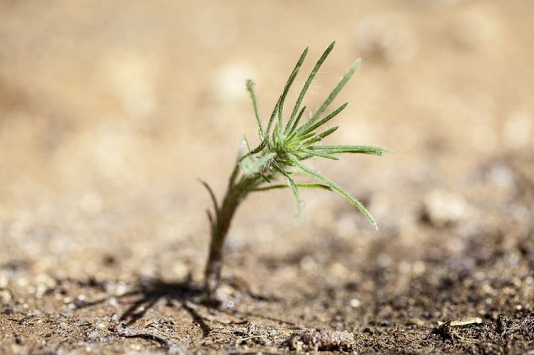 Bassie à fleurs laineuses