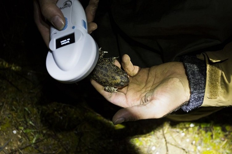 Pélobate cultripède