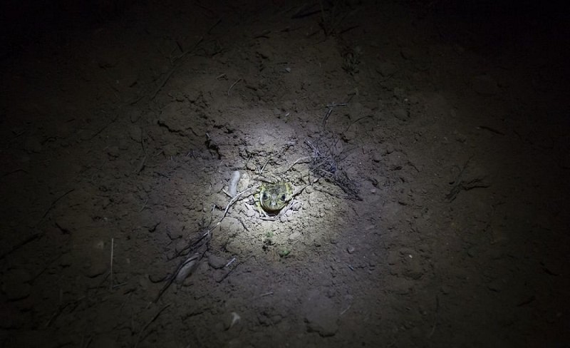 Pélobate cultripède