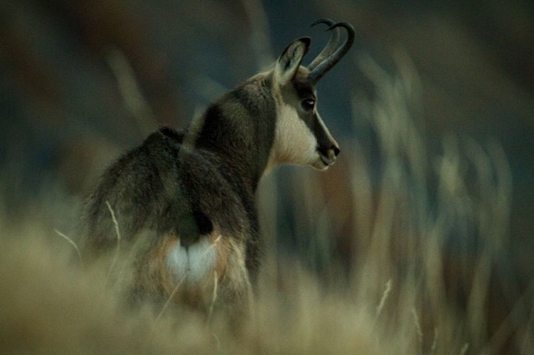 Chamois