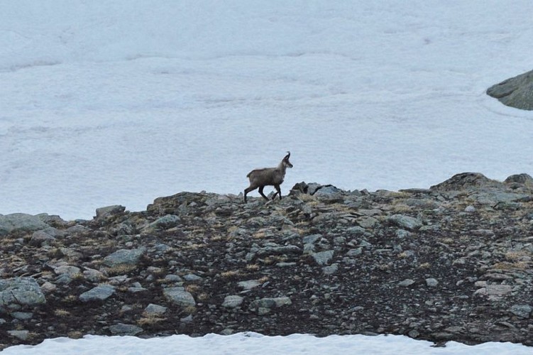 Chamois