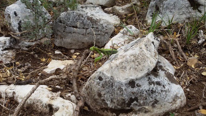 Magicienne dentelée