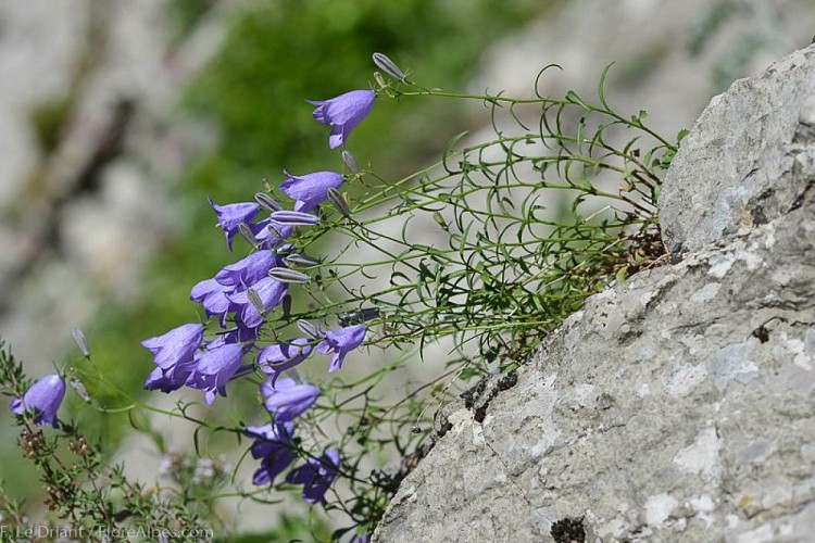 Campanule à feuilles rondes