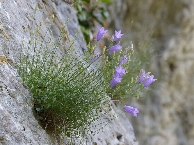 Campanule à feuilles rondes
