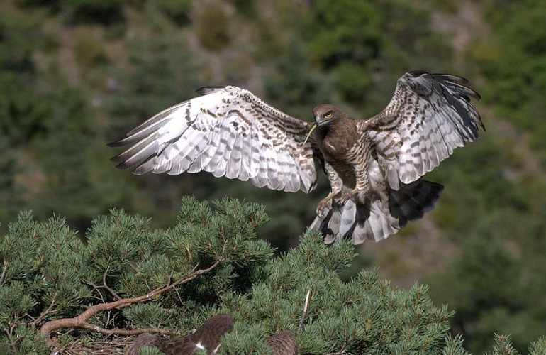 Circaète se posant sur son nid