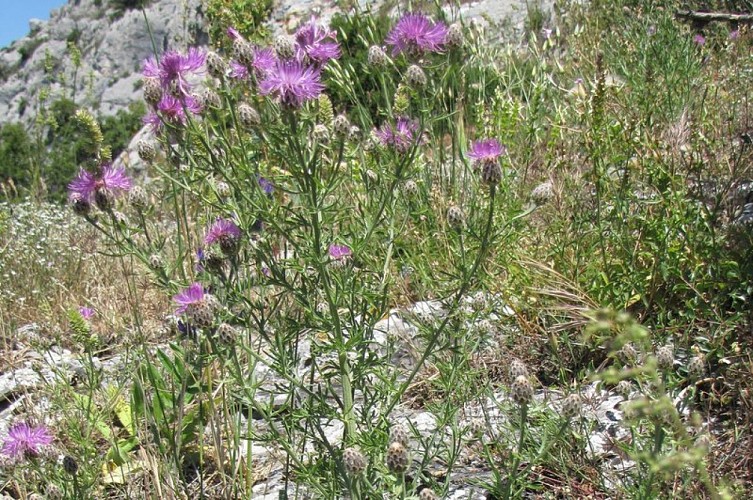 Centaurée de Baude