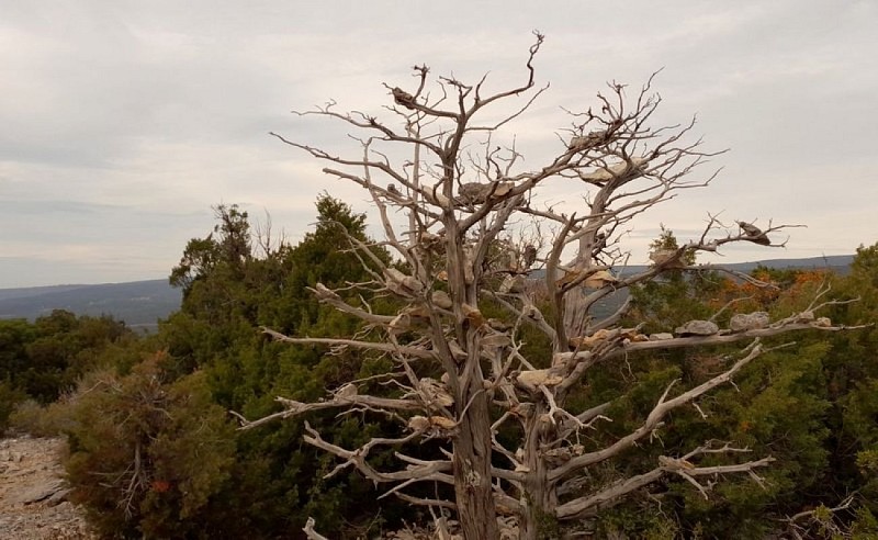 Cade emblématique sur la falaide la Madeleine