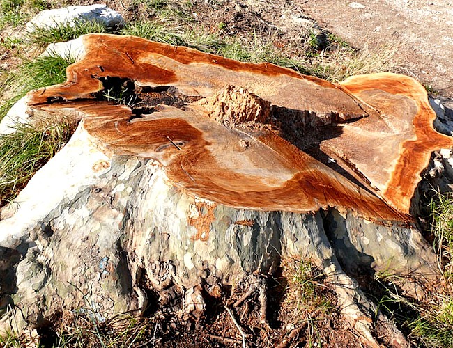 Platane malade abattu