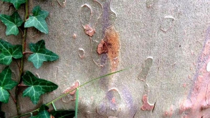 Attaque de chancre coloré