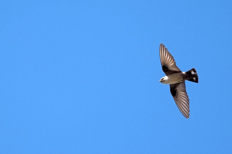 Hirondelle des rochers