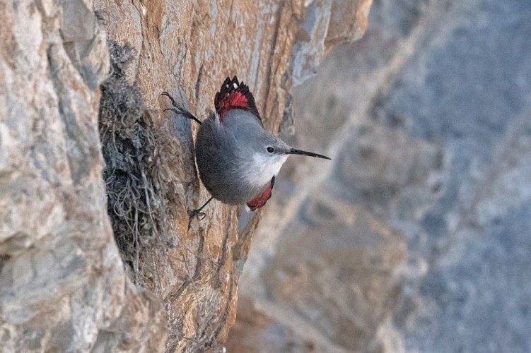 Tichordome échelette