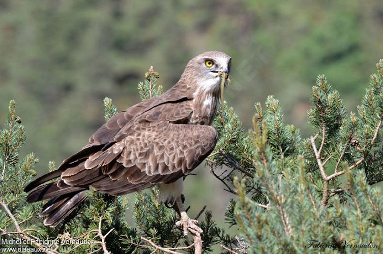Circaète Jean-le-Blanc
