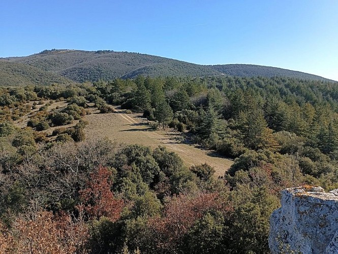 Tête de La Roche, zone de chasse du Circaète
