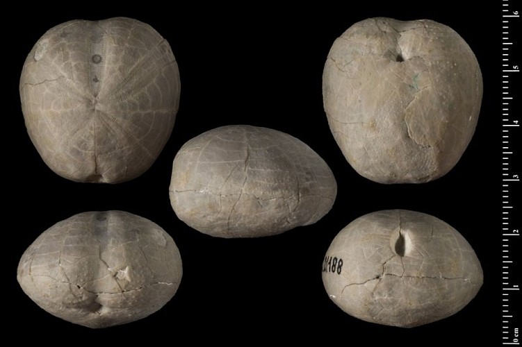 Fossiles d'oursins (toxaster)