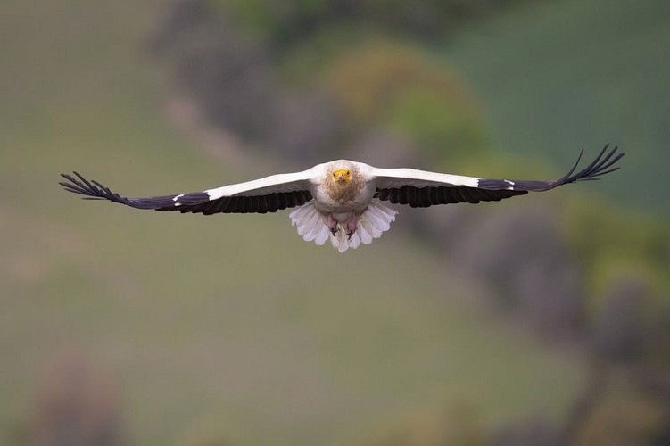 Vautour percnoptère