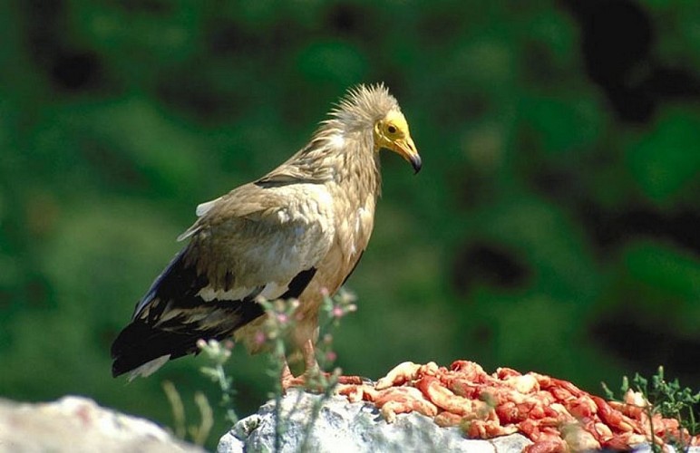 Vautour percnoptère sur placette d'alimentation